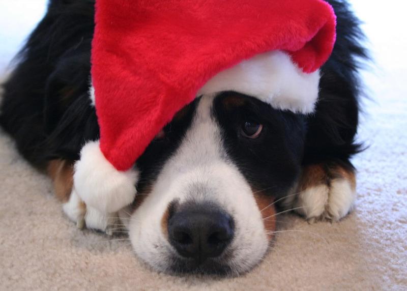 Bernese Mountain puppy wearing a christmas hat - Copy.jpg
