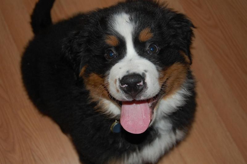 Bernese Mountain puppy with a fun look on the dacve - Copy.jpg

