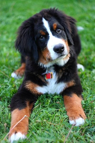 Bernese Mountain puppy with cute face expression.jpg
