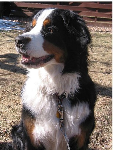 Bernese moutain dog picture.jpg
