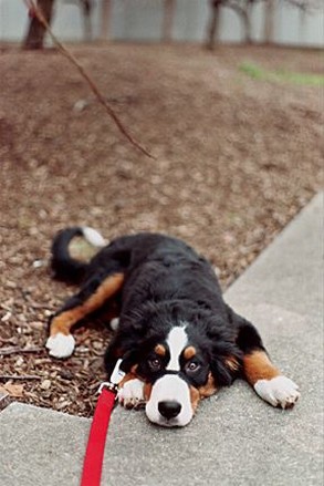 Bernese Moutain dog puppy image.jpg
