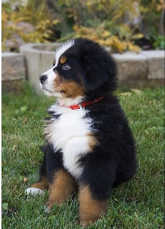 bernese moutain puppy pic.jpg
