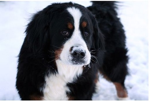 Bernese Moutain puppy standing in snow.jpg

