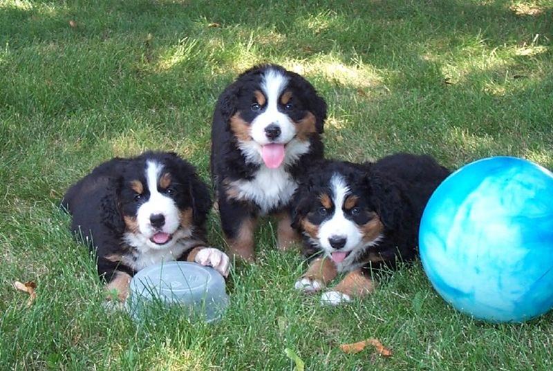 Bernese puppies picture.jpg
