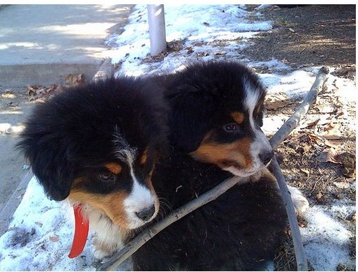 bernese Puppies playing the nature.jpg
