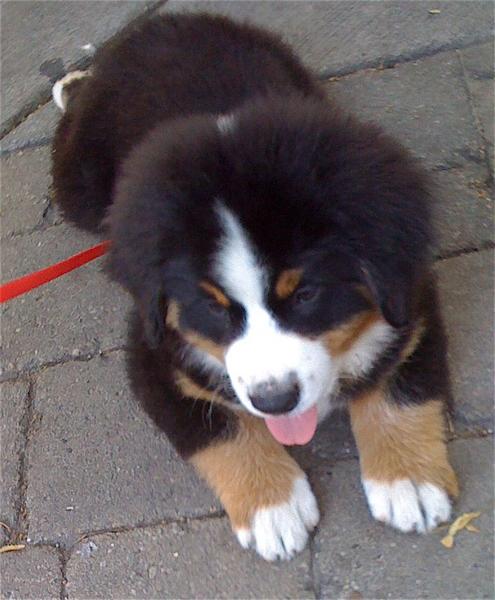 chubby Bernese Mountain puppy_so cute.jpg
