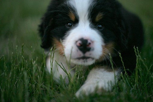 close up picture of Bernese Mountain pup.jpg
