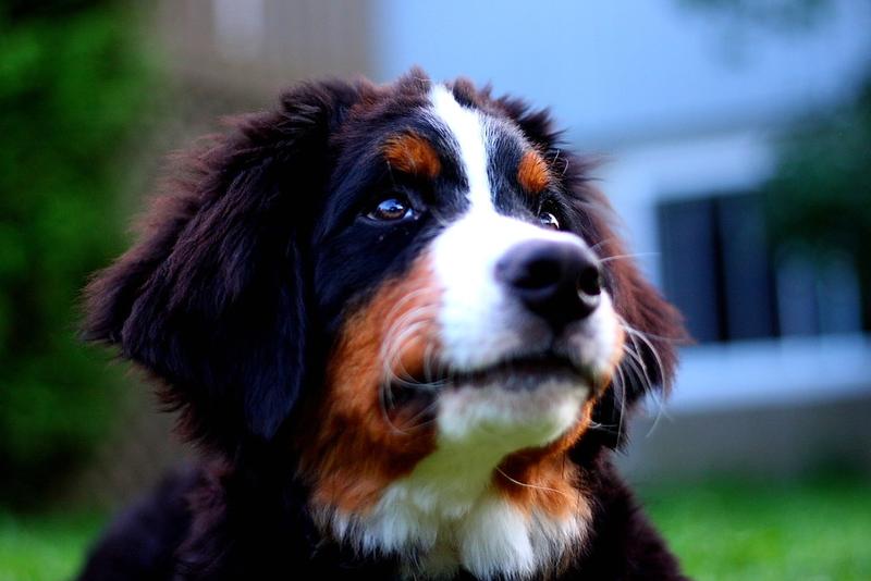 close up picture of Bernese Mountain puppy.jpg
