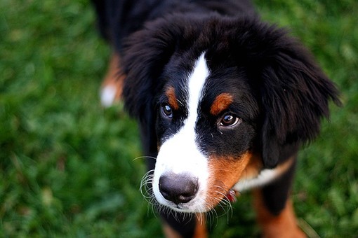 closeup picture of Bernese Mountain puppy.jpg

