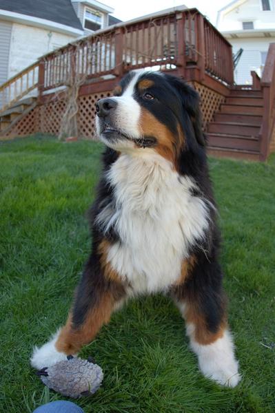 cute and funny looking stand Bernese Mountain puppy.jpg
