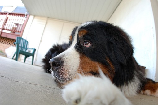 extreme close up Bernese Mountain puppy.jpg
