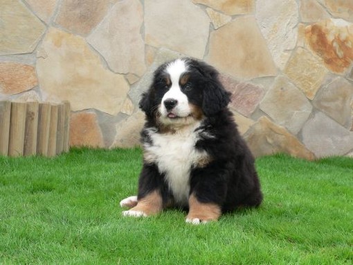 fat looking Bernese Mountain puppy picture.jpg
