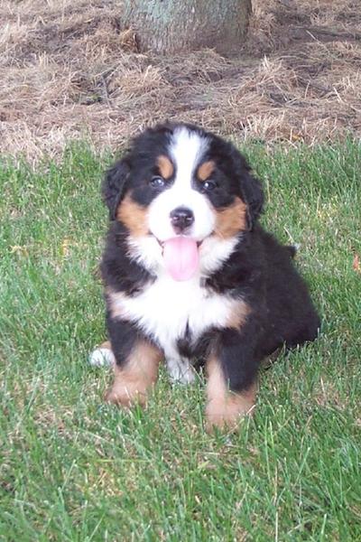 picture of Bernese Mountain pup.jpg
