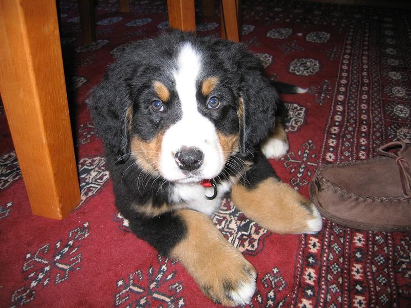 picture of Bernese Mountain puppy looking so cute.jpg
