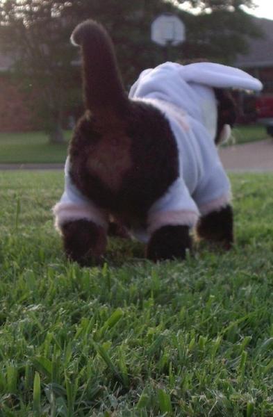 picture of bernese puppy in custome from behind.jpg
