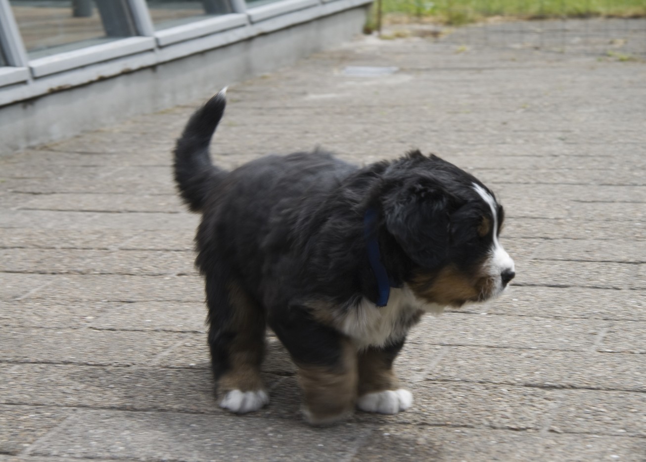 pictures of Bernese Mountain puppy.jpg
