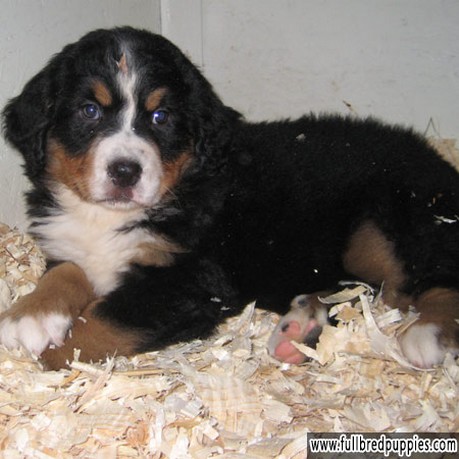 small Bernese Mountain puppy pic.jpg
