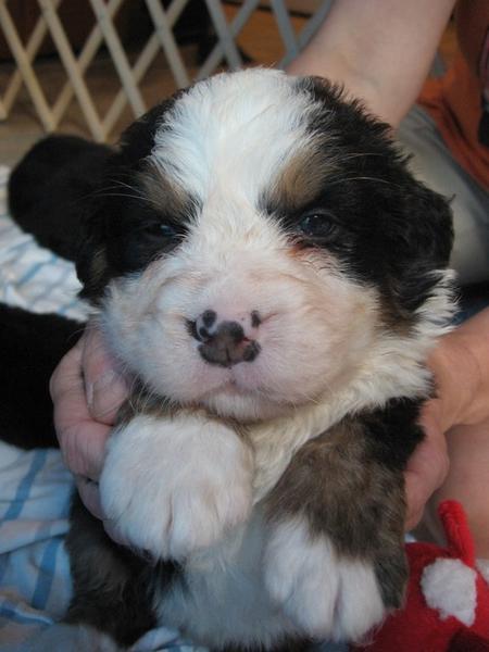 so cute looking bernese moutain_love this puppy - Copy.jpg
