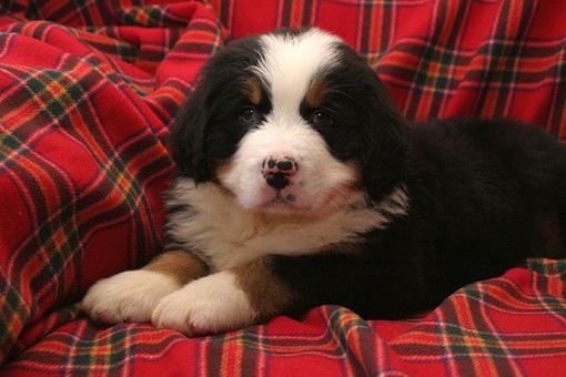 sweet looking Bernese Mountain puppy picture.jpg
