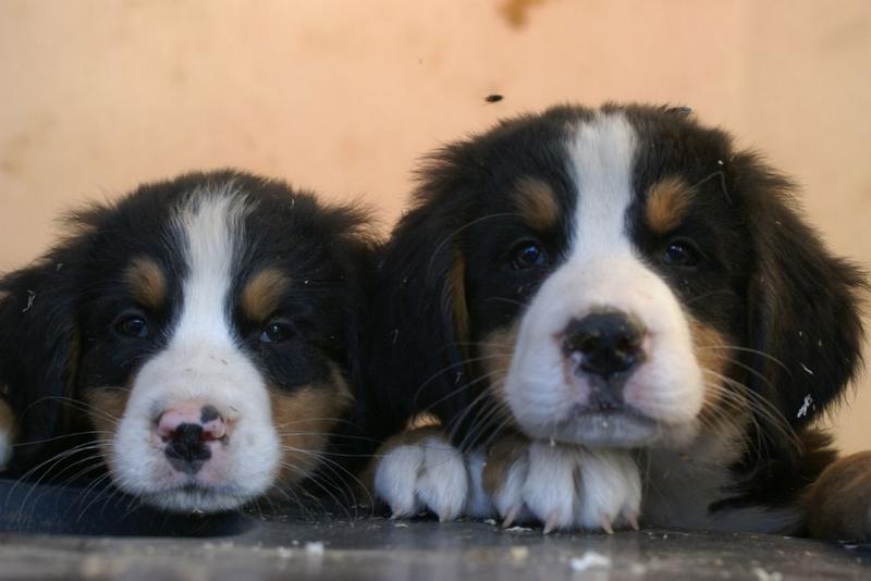 two Bernese Mountain puppies.jpg
