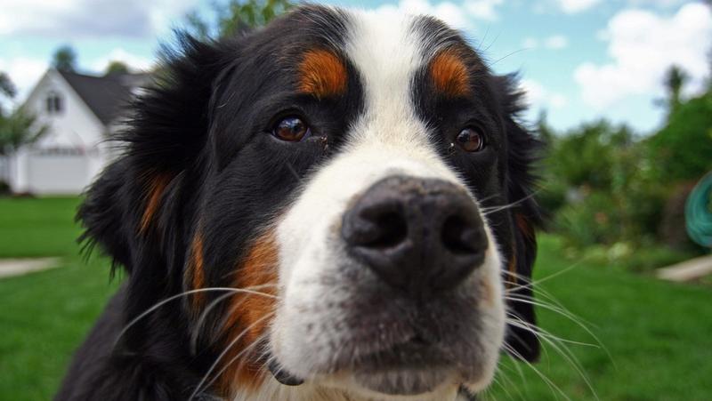 very close up of a Bernese Mountain puppy's face - Copy.jpg
