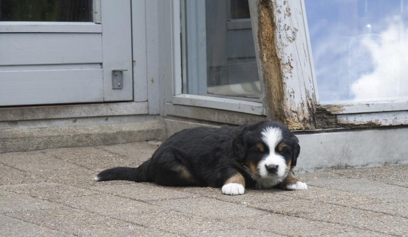 young Bernese Mountain puppy picture.jpg
