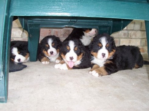 bernese dog puppies picture.jpg
