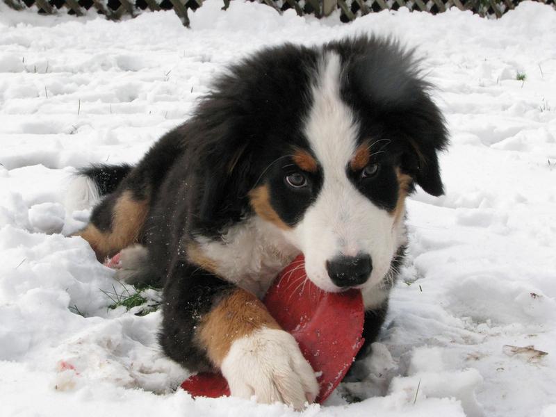 bernese moutain biting on its red toy.jpg
