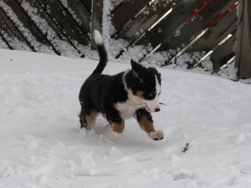 bernese moutain playing in snow.jpg
