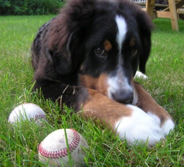 bernese moutain playing with its baseballs.jpg
