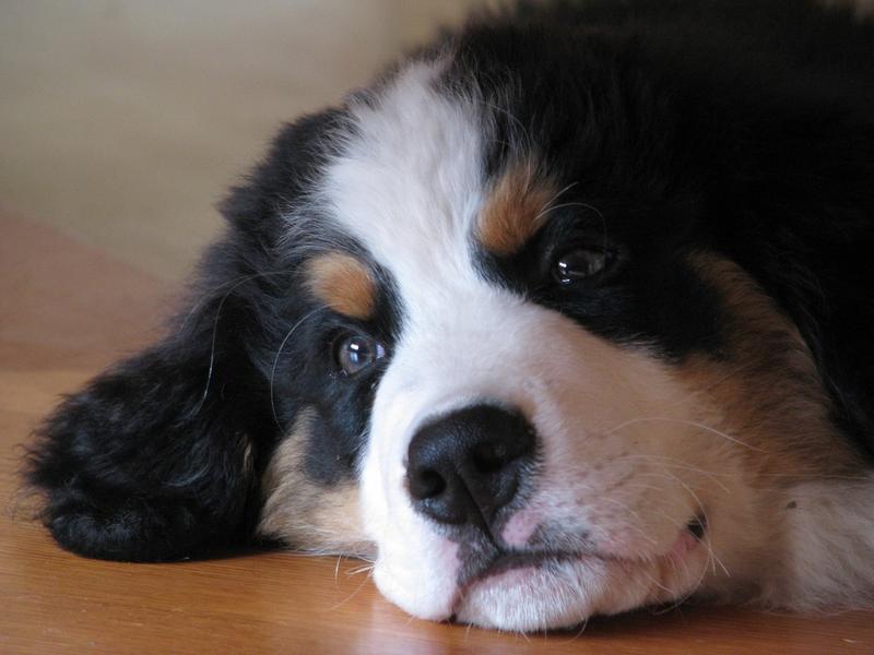 adorable puppy face picture of bernese dog.jpg
