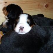 beautiful picture of a cute bernese moutain pup.jpg
