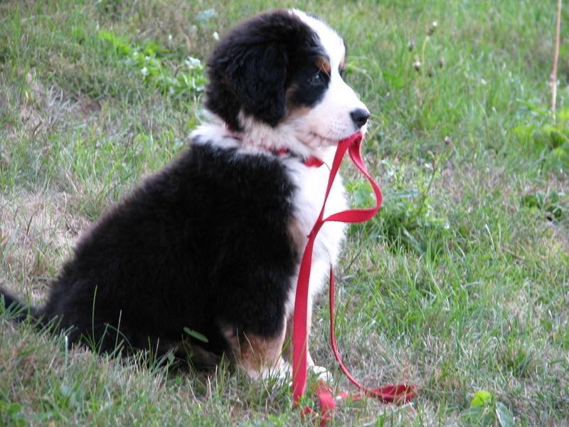 Bernese moutain pup holding a red leash.jpg
