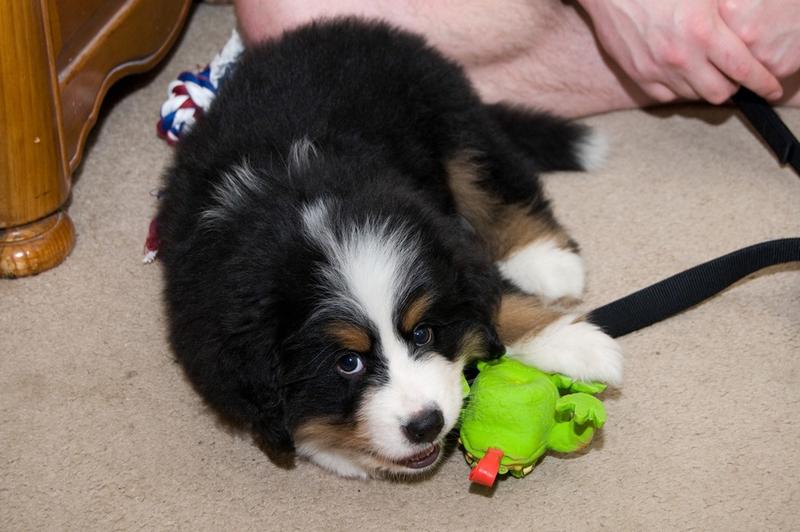bernese moutain pup playing with its bright colored toy.jpg
