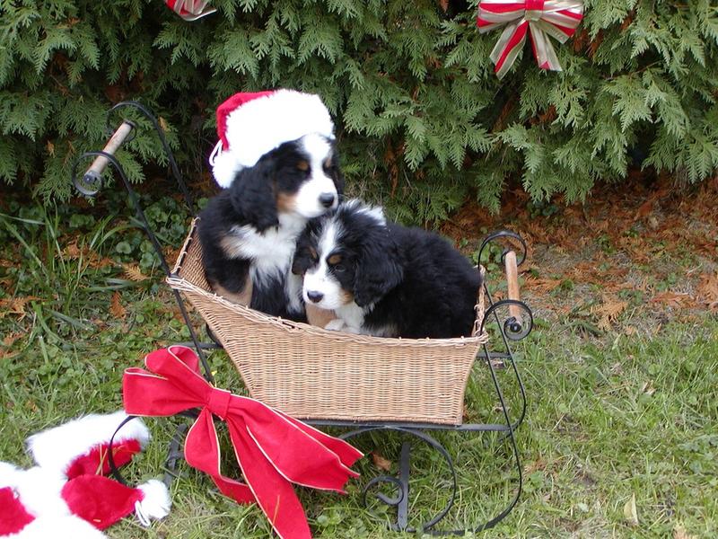 bernese moutain puppies in the christmas car.jpg
