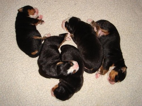 bernese moutain puppies sleeping in group.jpg
