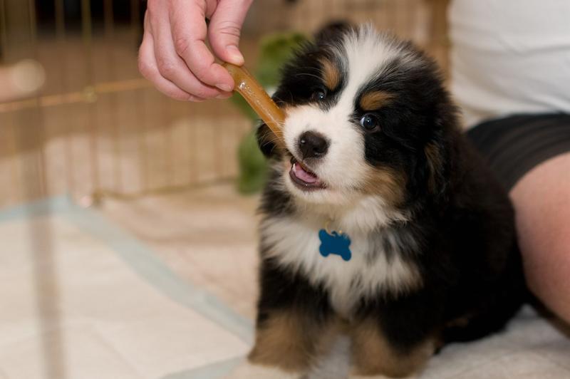 bernese moutain puppy biting on its dog treat.jpg
