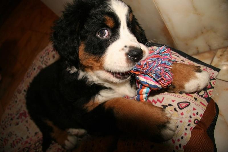 bernese moutain puppy biting on its toy and looking at the camera.jpg
