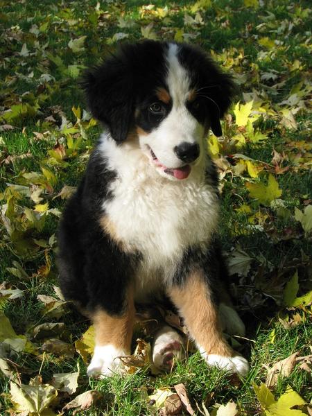 bernese moutain puppy in nature.jpg
