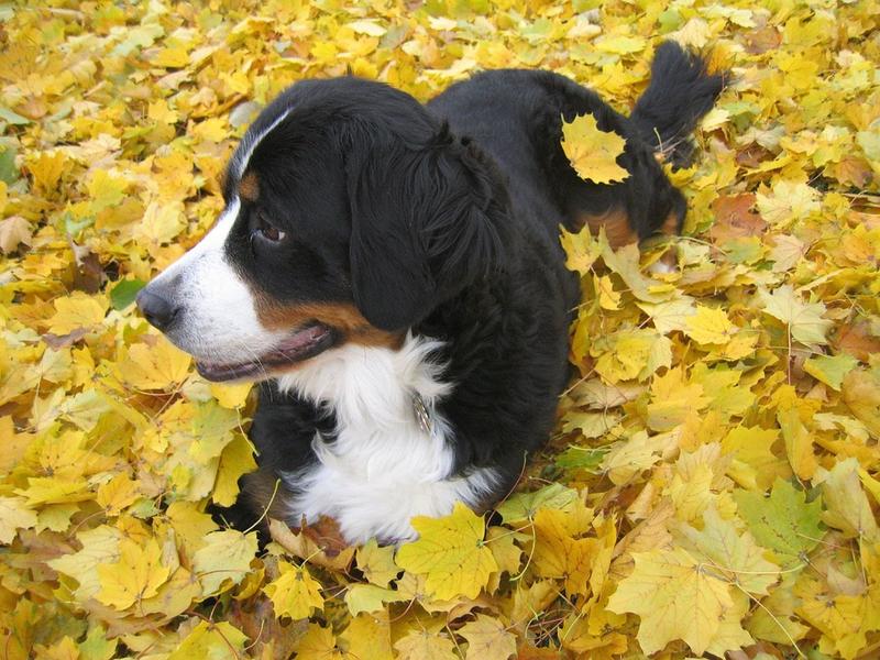 bernese moutain puppy in nature picture.jpg
