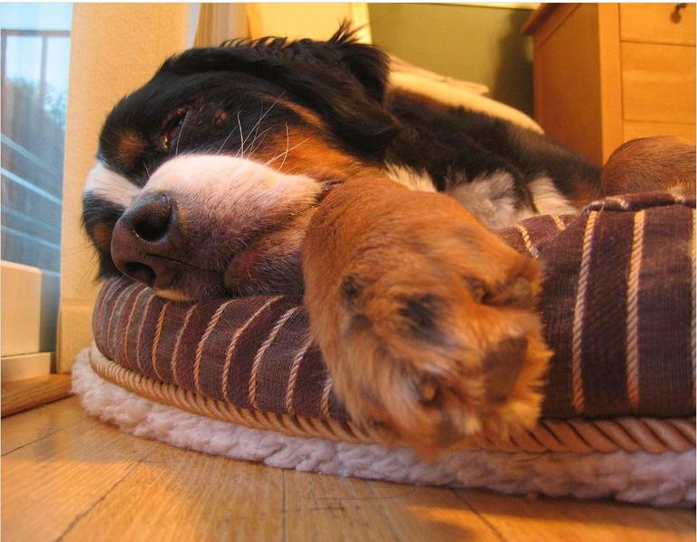 bernese moutain puppy laying in dog bed.jpg
