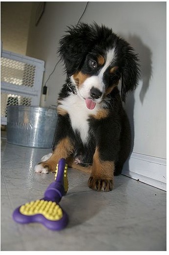 bernese moutain puppy looking at its toy.jpg
