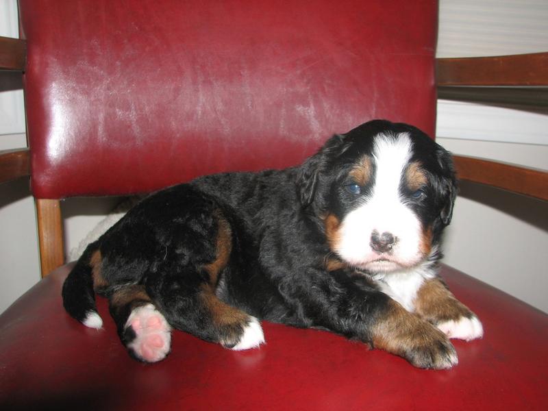 bernese moutain puppy on red chair.jpg
