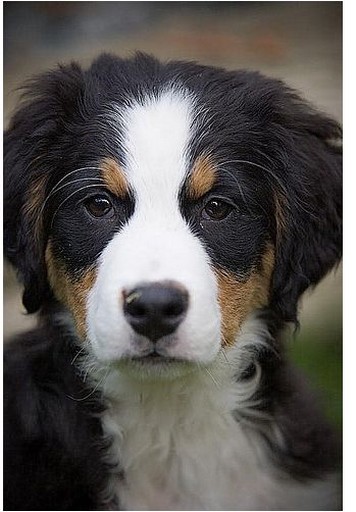 bernese moutain puppy picture.jpg
