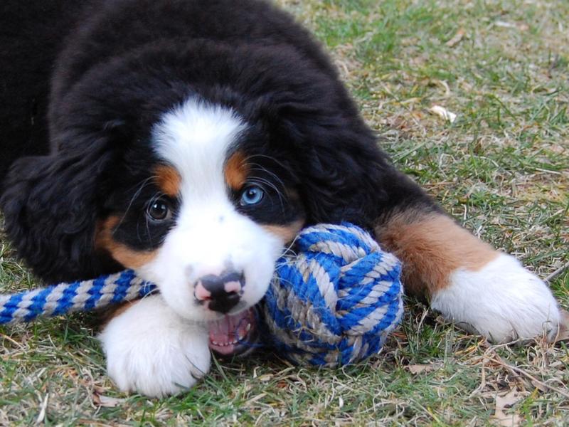 bernese moutain puppy playing with its blue ball toy.jpg
