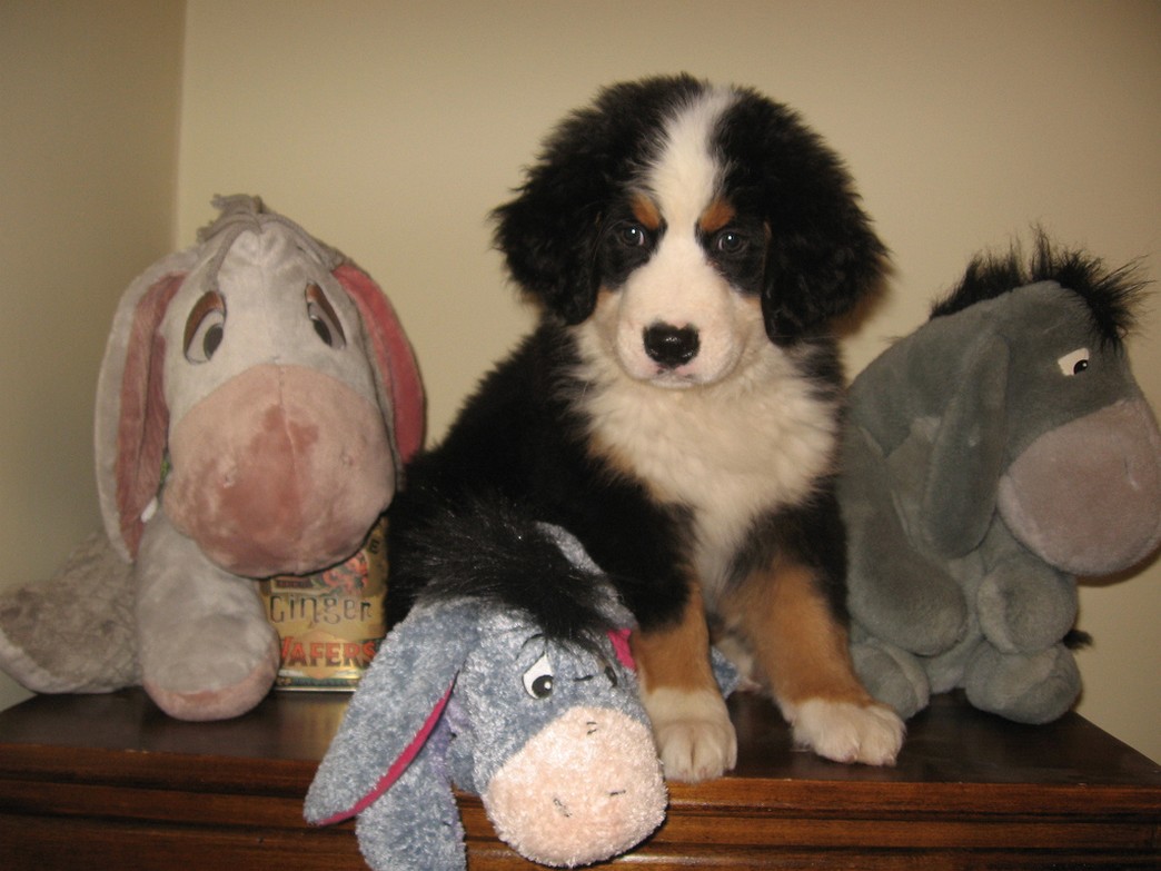 bernese moutain puppy standing next to its teddybears.jpg
