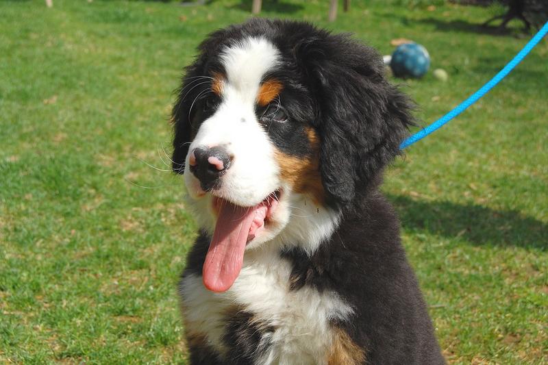 bernese moutain puppy sticking out its toung.jpg
