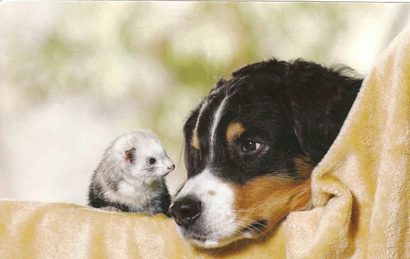 bernese pup next to its friend.jpg
