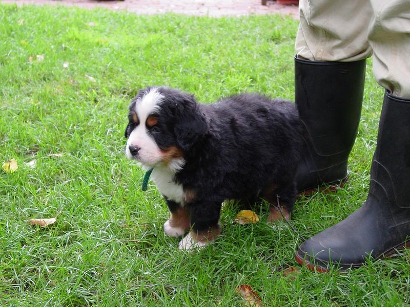 bernese pup standing next to its owner.jpg
