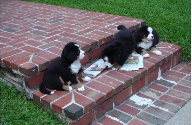 bernese puppies playing in the back yard.jpg
